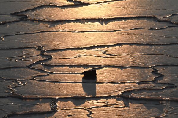 مشهد رائع لانتشار أشعة الشمس في مدينة فلاديفوستوك. مشهد رائع لانتشار أشعة الشمس في مدينة فلاديفوستوك. - سبوتنيك عربي