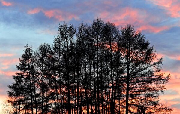 أشجار الصنوبر على ضفاف التايغا لنهر ينيسي عند غروب الشمس في إقليم كراسنويارسك. أشجار الصنوبر على ضفاف التايغا لنهر ينيسي عند غروب الشمس في إقليم كراسنويارسك. - سبوتنيك عربي