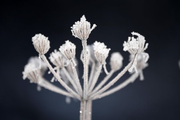 تلتصق طبقة كثيفة من الصقيع برأس بذرة بعد أن انخفضت درجات الحرارة خلال الليل إلى -7 درجة مئوية في 10 يناير 2025 في نورثويتش بالمملكة المتحدة. - سبوتنيك عربي