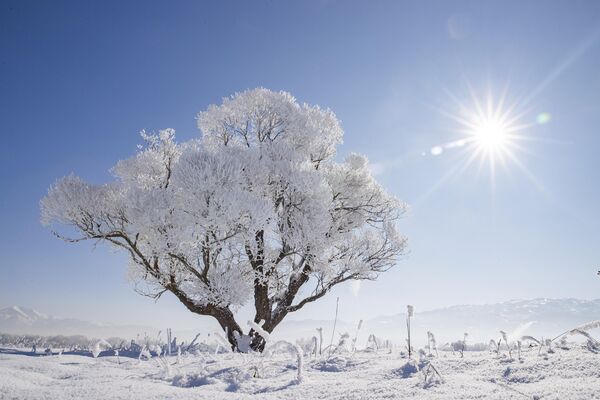 أشجار مغطاة بالصقيع خلال فصل الشتاء في تونجلي، تركيا في 3 يناير 2025. - سبوتنيك عربي