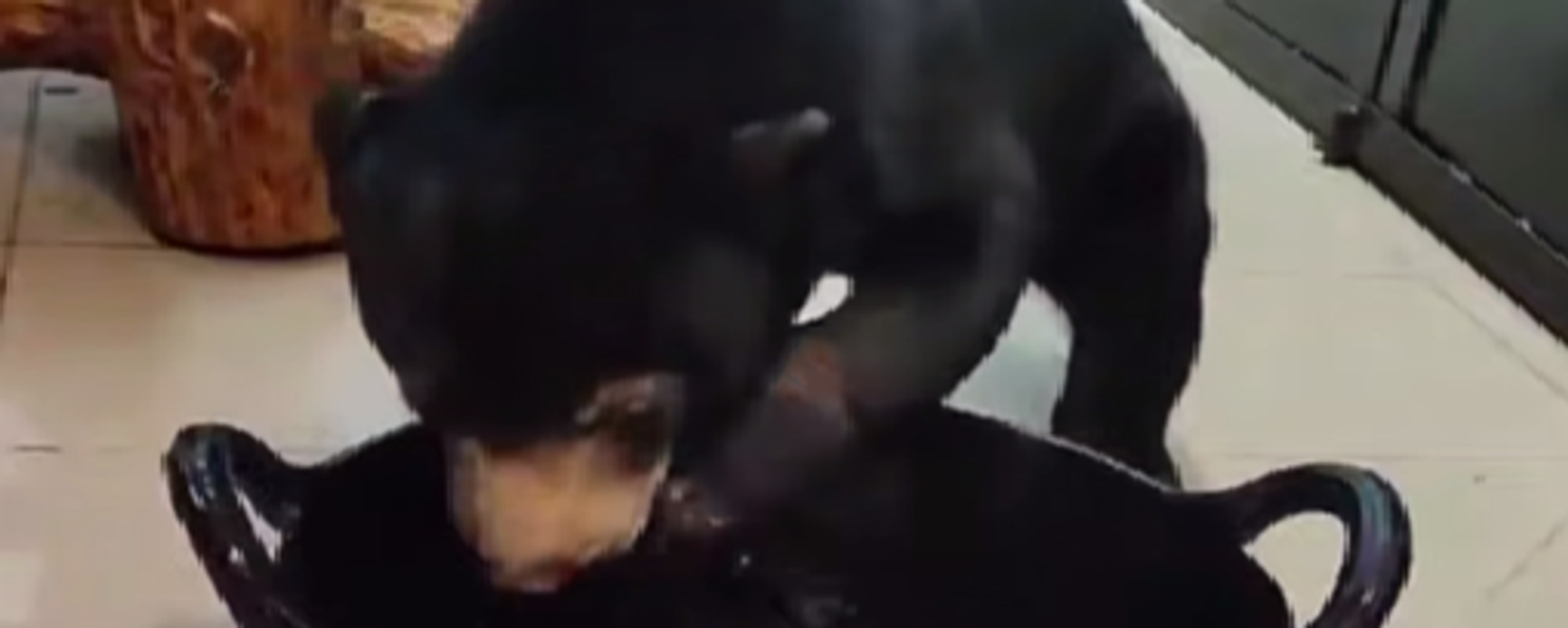 صورة لأنثى الدب ماشا وهي تستمتع بحمام في حديقة الحيوانات بموسكو
 - سبوتنيك عربي, 1920, 08.10.2025