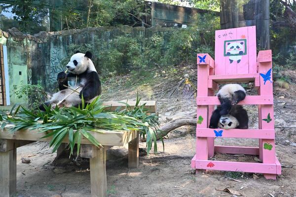 الباندا العملاقة "مينغ مينغ" تلعب مع طفلها "مي تشو" في حديقة سفاري قوانغتشو شيميلونج، في مقاطعة قوانغدونغ الصينية. - سبوتنيك عربي