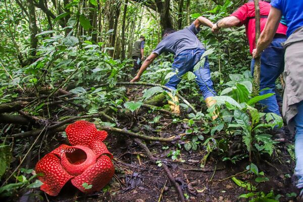 يسير الناس بالقرب من زهرة رافليسيا أرنولدي، التي تحمل لقب أكبر زهرة فردية في العالم من حيث القطر في غابة بالوبواه في غرب سومطرة، إندونيسيا. - سبوتنيك عربي