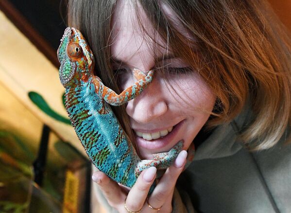 حرباء النمر في حديقة حيوان الزواحف "عالم آخر" في فلاديفوستوك الروسية. - سبوتنيك عربي