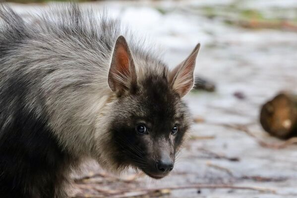 أول صغير ضبع بني ولد في حديقة حيوان موسكو، واسمه "أكيلا". تم اختياراسم الصغير من قبل المشاركين في مشروع "المواطن النشط" - سبوتنيك عربي