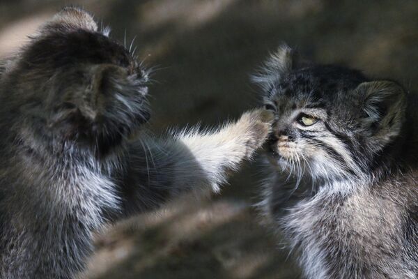 قطط "بالاس" في حديقة الحيوان في نوفوسيبيرسك - سبوتنيك عربي
