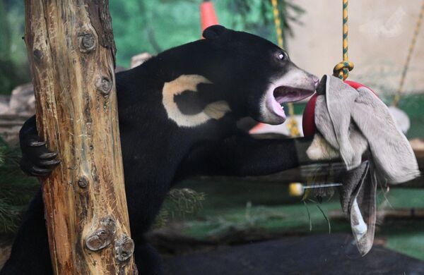 ديسم الدب الماليزي "ماشا" في حديقة الحيوان بموسكو - سبوتنيك عربي