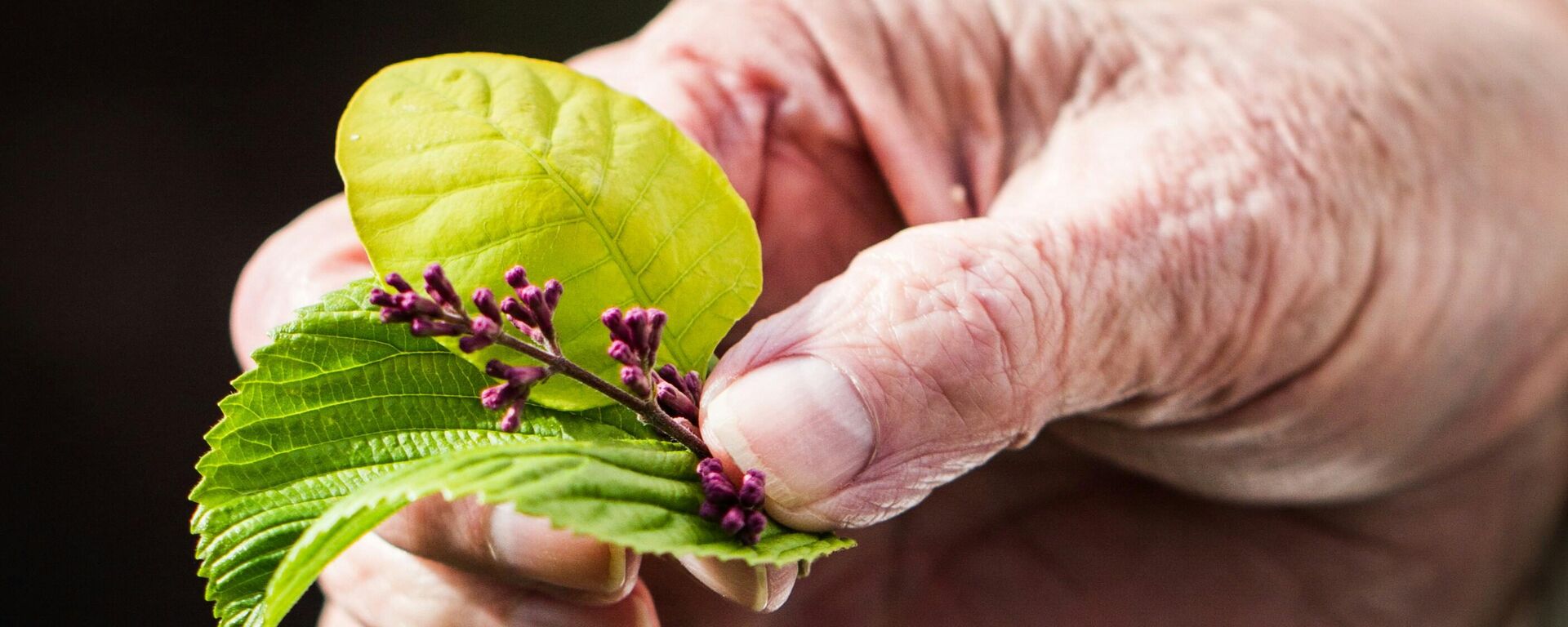 الشيخوخة - سبوتنيك عربي, 1920, 03.09.2025