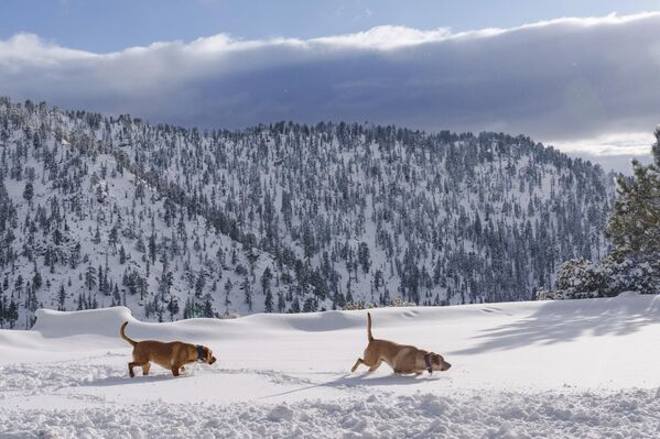 كلاب تبحث عن كرة في الثلج بعد العواصف في منتزه أنجيليس الوطني بالقرب من لوس أنجلوس - سبوتنيك عربي