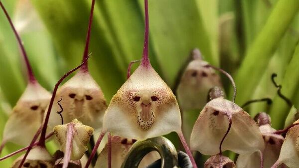  زهرة مصاص الدماء دراكولا أو ما يعرف بأوركيد القرد  - سبوتنيك عربي