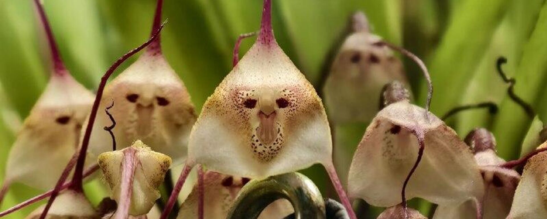  زهرة مصاص الدماء دراكولا أو ما يعرف بأوركيد القرد  - سبوتنيك عربي, 1920, 29.01.2025