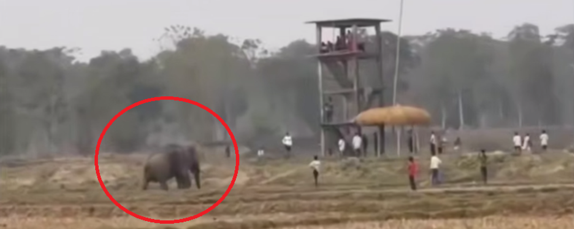 فيل مخمور يهاجم سكان قرية في الهند - سبوتنيك عربي, 1920, 03.02.2025