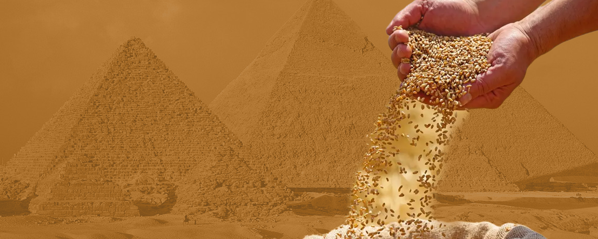 مصر تتصدر قائمة الدول المستوردة للقمح الروسي - سبوتنيك عربي, 1920, 05.02.2025