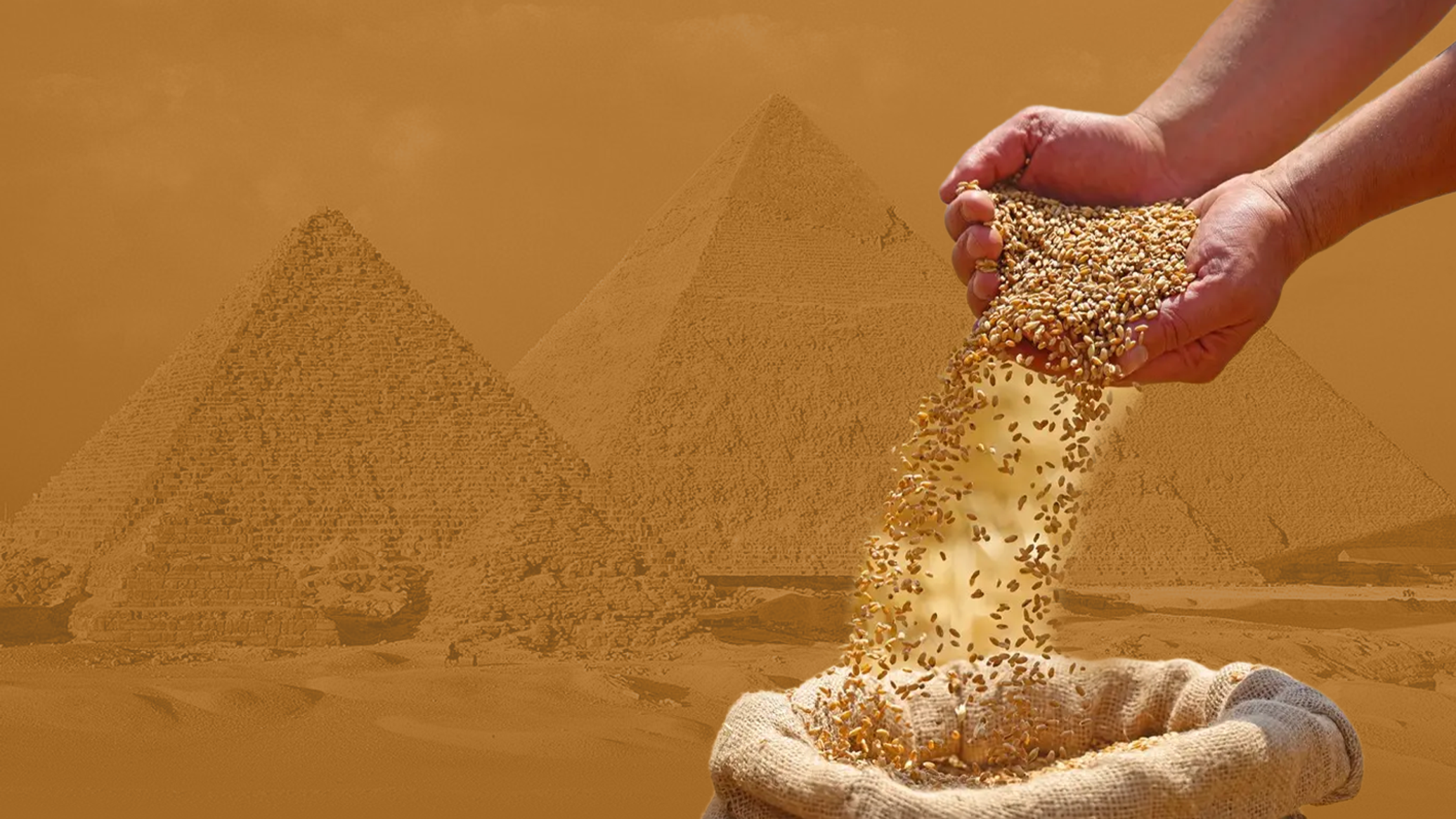مصر تتصدر قائمة الدول المستوردة للقمح الروسي