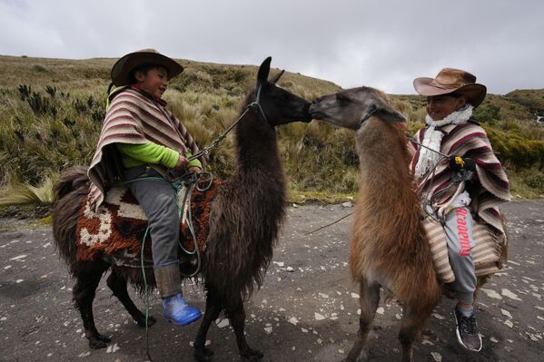 المتسابقون ينتظرون دورهم للتنافس في سباقات اللاما السنوية، احتفالا بـ"يوم الأراضي الرطبة العالمي"، في منتزه ليانغاناتيس الوطني في الإكوادور. - سبوتنيك عربي