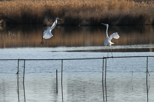 طائر مالك الحزين يف على سور في بحيرة البجع في إيفباتوريا. - سبوتنيك عربي