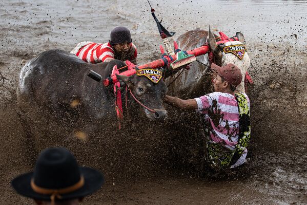 أحد المشاركين يصطدم بالمتفرجين أثناء المنافسة خلال سباق الثيران &quot;Sapi Brujul &quot; في إندونيسيا.Images) - سبوتنيك عربي