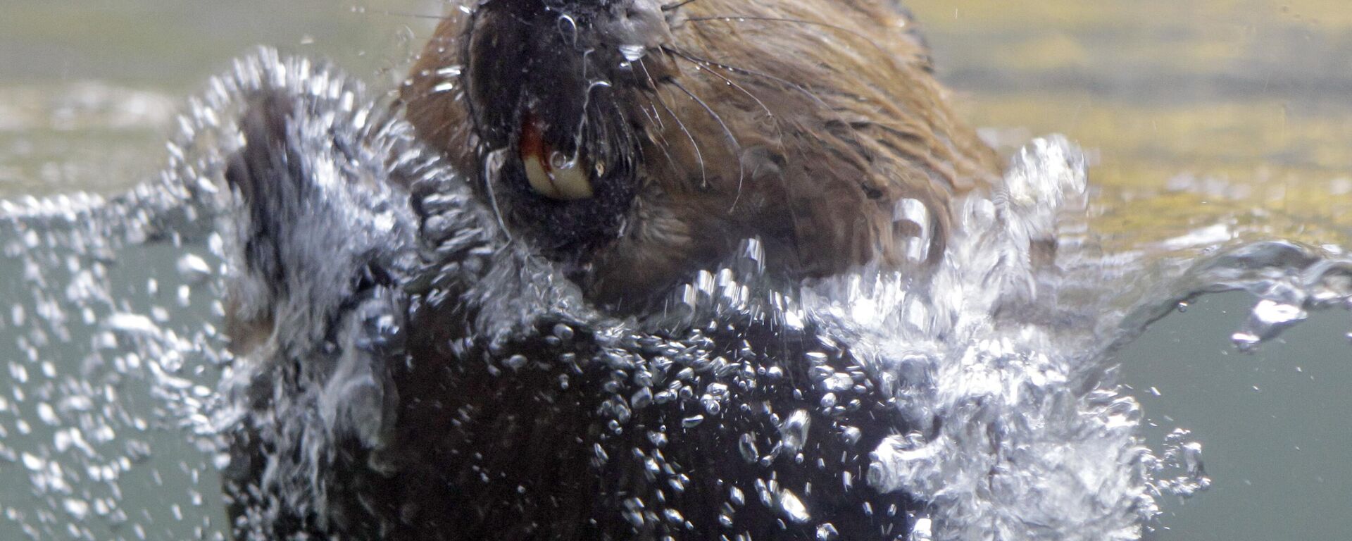 حيوان القندس - سبوتنيك عربي, 1920, 10.02.2025