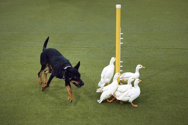 كلب يطارد البط أثناء مسابقة خفة الحركة في معرض الكلاب السنوي رقم 149 لنادي وستمنستر كينيل، في مدينة نيويورك. - سبوتنيك عربي