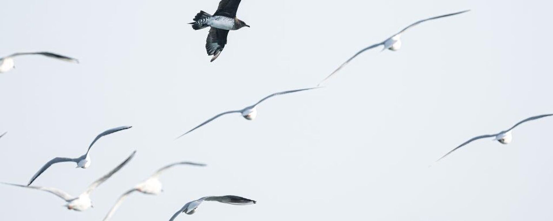 طيور - سبوتنيك عربي, 1920, 13.02.2025