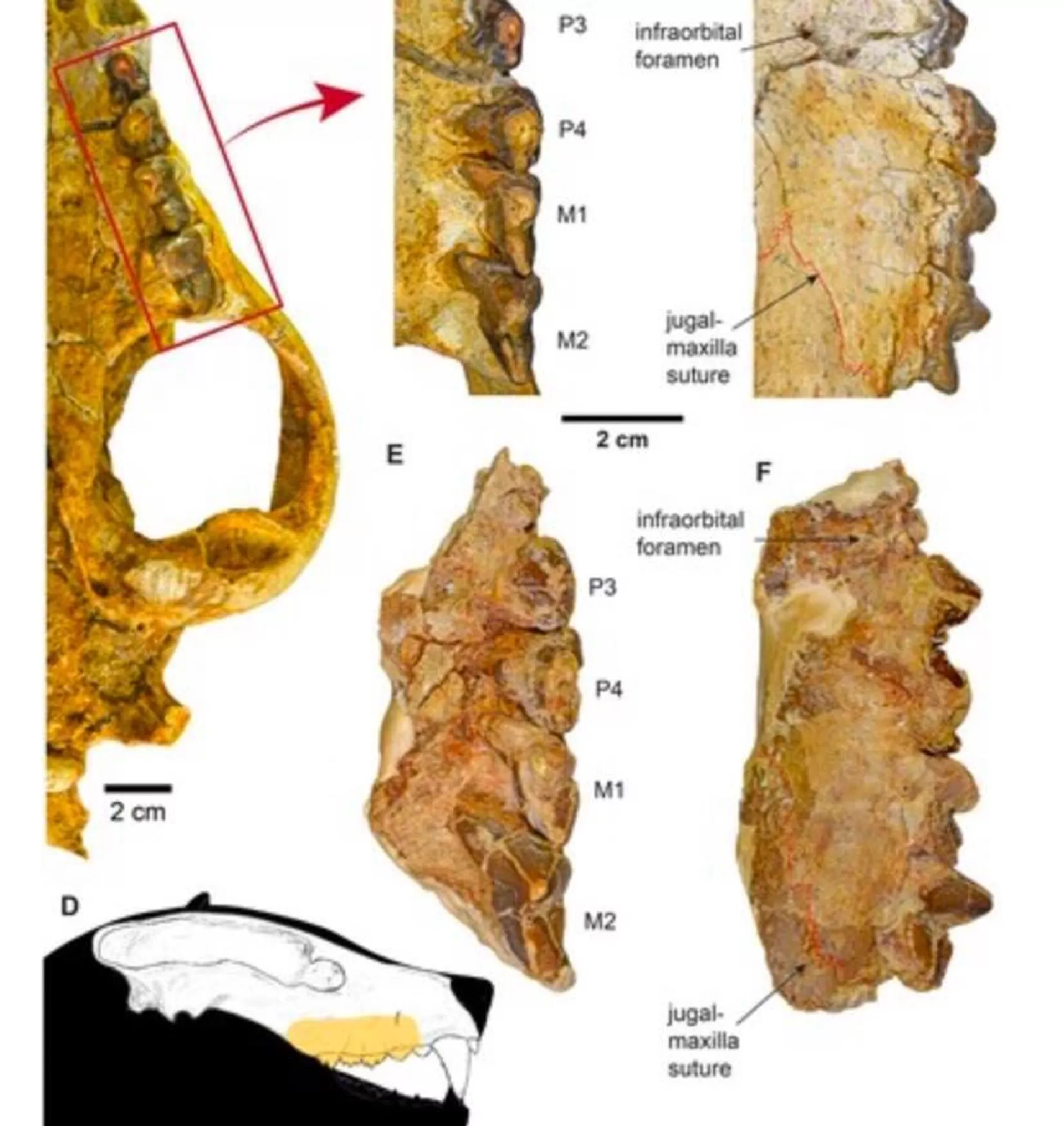 اكتشاف ثدييات مفترسة في مصر تصنف ضمن الكائنات التي كانت تسيطر على الأرض في عصور ما قبل التاريخ - سبوتنيك عربي, 1920, 17.02.2025