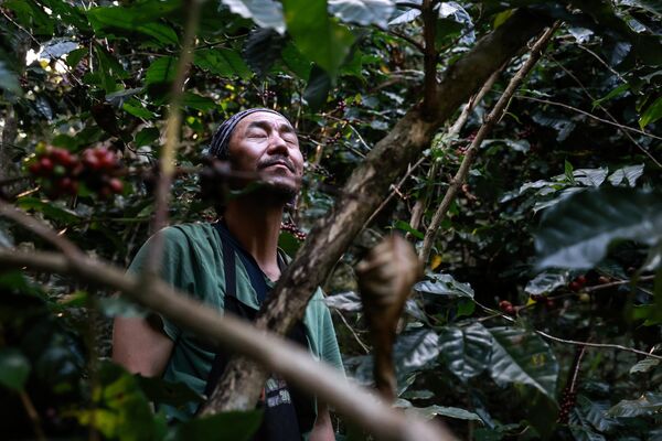 مزارع يحصد حبوب البن العربي في دوي سوثيب، شيانغ ماي، تايلاند. - سبوتنيك عربي