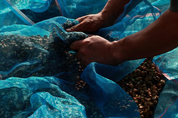 يحمل أحد المزارعين كيسا من حبوب البن المجففة في دوي سوثيب، شيانغ ماي، تايلاند. - سبوتنيك عربي