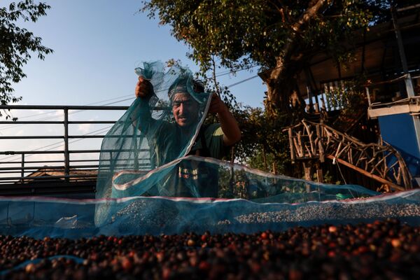 يحمل أحد المزارعين كيسا من حبوب البن المجففة في دوي سوثيب، شيانغ ماي، تايلاند. - سبوتنيك عربي