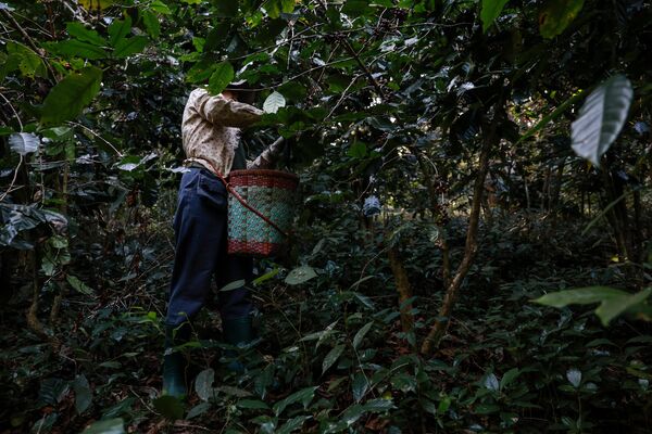 مزارع يحصد حبوب البن العربي في دوي سوثيب، شيانغ ماي، تايلاند. - سبوتنيك عربي