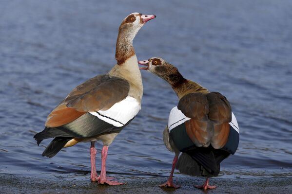 أوزة مصرية تقف تحت أشعة الشمس في بحيرة سيربنتين في "هايد بارك" في لندن. - سبوتنيك عربي