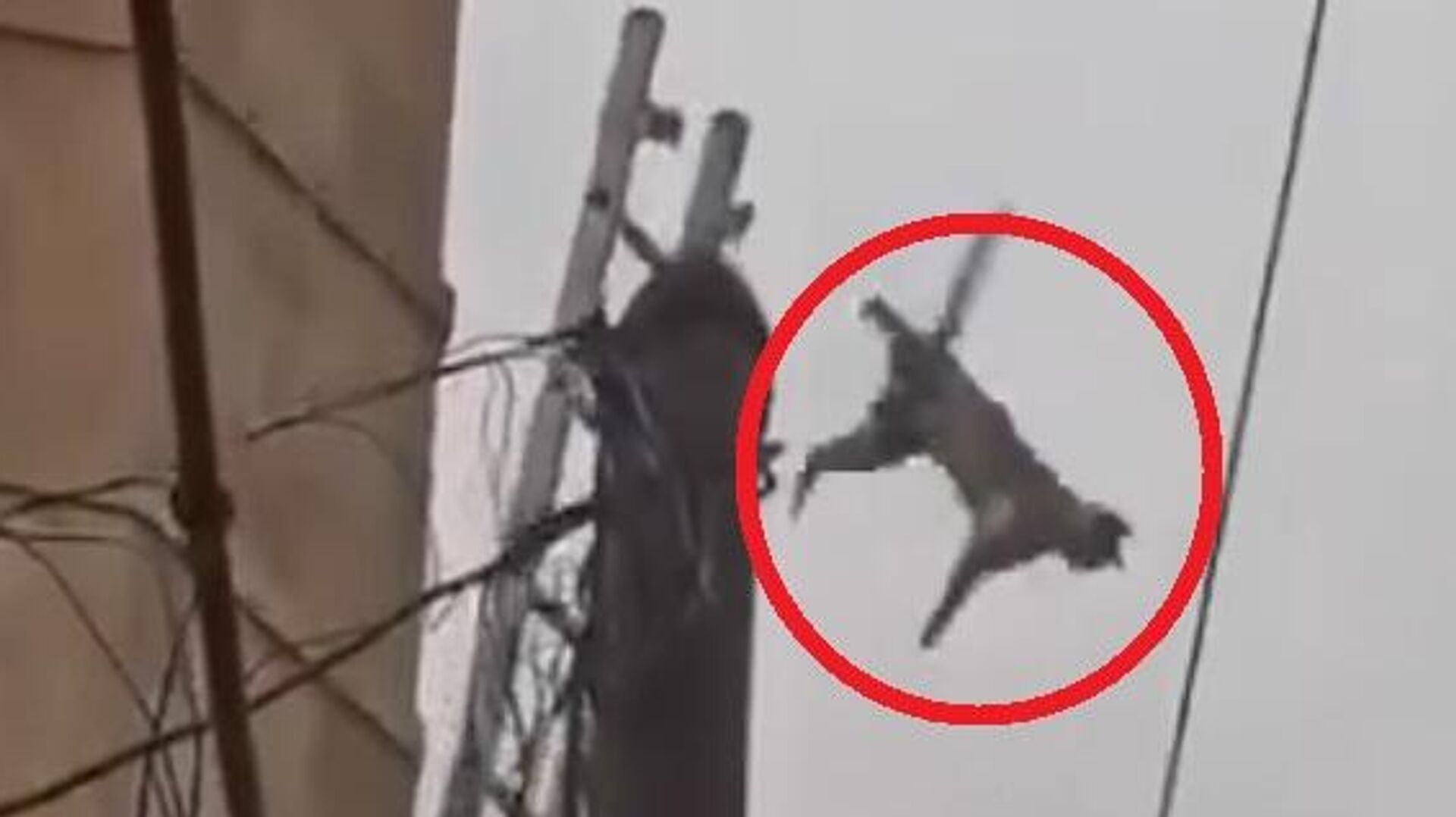 مشاهد متداولة لعملية إنقاذ قطة في مدينة عفرين السورية مشاهد متداولة لعملية إنقاذ قطة في مدينة عفرين السورية - سبوتنيك عربي, 1920, 21.02.2025