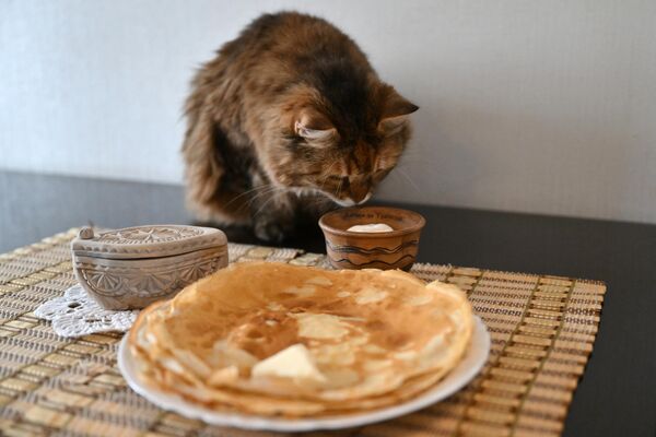صورة لطيفة لقطة تتناول فطائر &quot;بليني&quot; الشهية بعيد &quot;ماسلينيتسا&quot;، خلال فعاليات مهرجان &quot;الشتاء في موسكو&quot; - سبوتنيك عربي