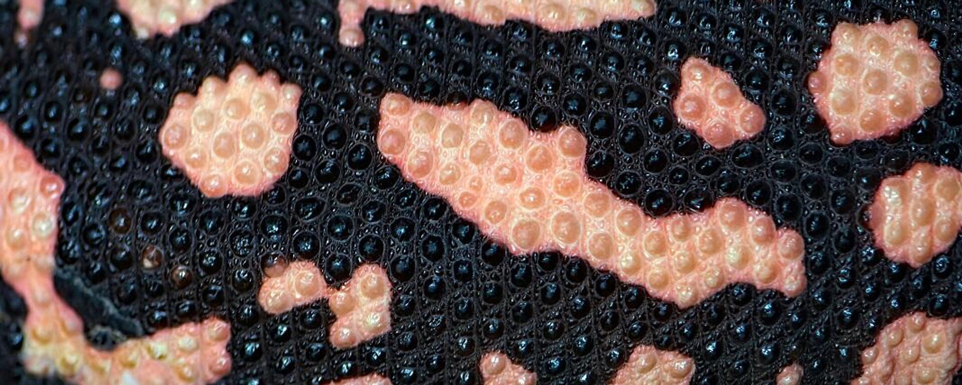 حراشف وحش جيلا - سبوتنيك عربي, 1920, 24.02.2025