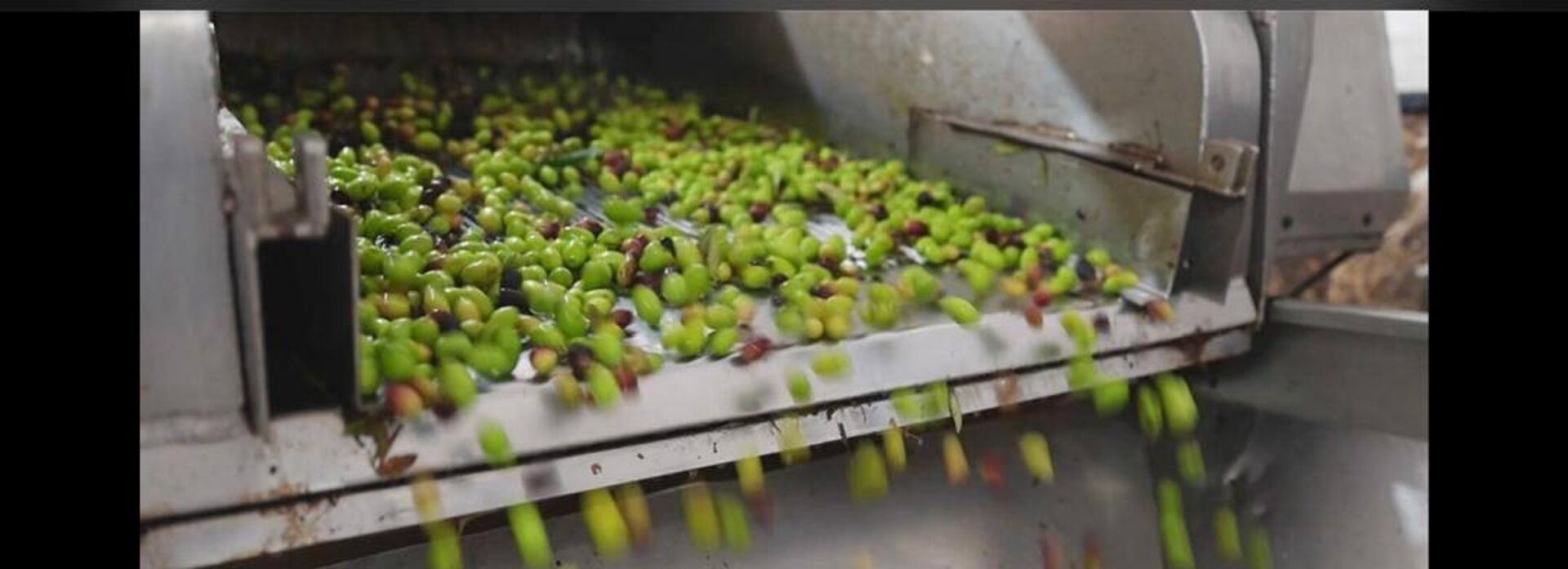 الذهب السائل الليبي يتألق عالميا.. معاصر الأجنف تحصد الميداليات في جودة زيت الزيتون  - سبوتنيك عربي, 1920, 26.02.2025