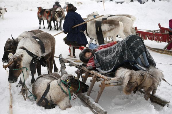 طفل ينام في حزام الرنة خلال العيد الوطني لشعوب أقصى الشمال، يوم رعاة الرنة، في اليوم الأول من الاحتفال في سالخارد في روسيا  - سبوتنيك عربي