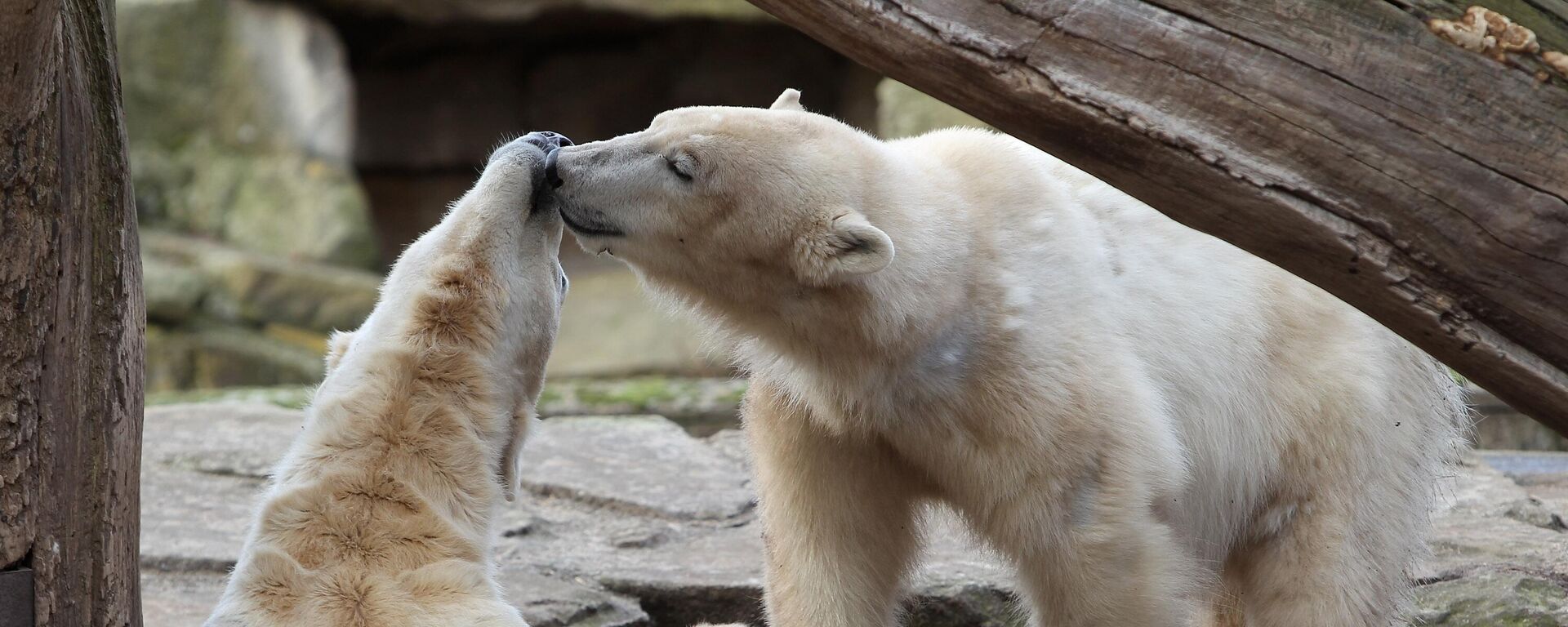 الدب القطبي كنوت (جهة اليسار)، وجيوفانا يتعانقان في حظيرتهما بحديقة حيوان برلين في 4 مارس 2010 في برلين، ألمانيا. - سبوتنيك عربي, 1920, 27.02.2025