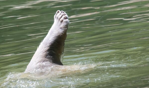 دب قطبي يأخذ حمامًا منعشًا في حوض داخل محميته في حديقة حيوان تيربارك هيلابرون في ميونيخ، جنوب ألمانيا. - سبوتنيك عربي