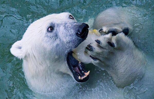 الدب القطبي "أورسولا" يقضم حلوى الثلج في حمام سباحة في حديقة الحيوانات "روييف روتشي" في كراسنويارسك في روسيا. - سبوتنيك عربي