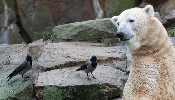 الدب القطبي فولودجا ينظر إلى اثنين من الغربان المقنعين في حديقة حيوان في برلين. - سبوتنيك عربي