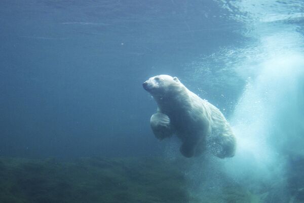 دب قطبي يسبح في حظيرة مغلقة في حديقة حيوان "باييري دايزا" في بلجيكا. - سبوتنيك عربي
