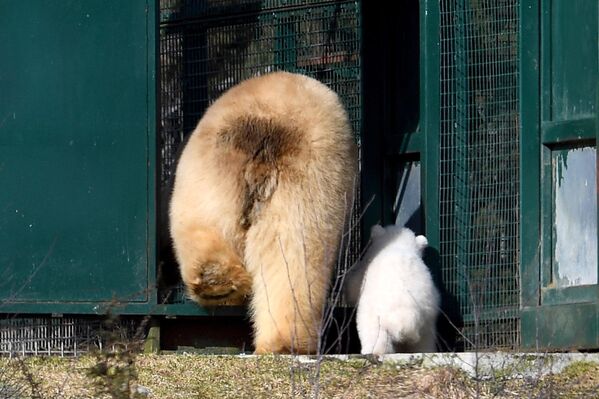 أنثى الدب القطبي مع صغيرها في حديقة حيوان "كينغوسي" في اسكتلندا. - سبوتنيك عربي