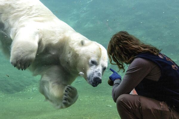 حارس يوجه إشارة إلى دب قطبي يسبح في حظيرة بحديقة حيوان بايرا دايزا في بروغيليت، بلجيكا، الأربعاء 26 فبراير 2025. - سبوتنيك عربي