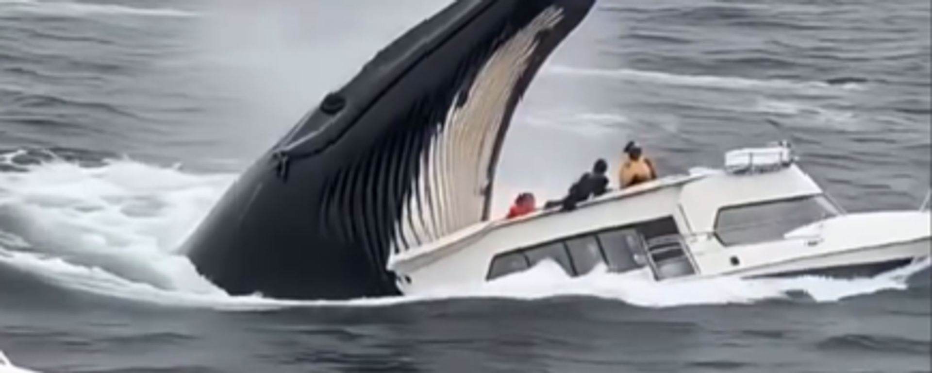 صورة لحوت ضخم يبتلع قاربا في عرض البحر - سبوتنيك عربي, 1920, 02.03.2025