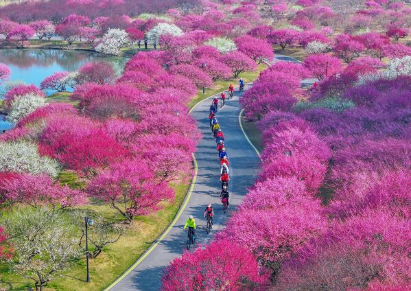 منظر جوي لعشاق ركوب الدراجات وهم يستمتعون بأزهار البرقوق في حديقة بونساي في بحيرة تاي في مقاطعة تشجيانغ في الصين - سبوتنيك عربي
