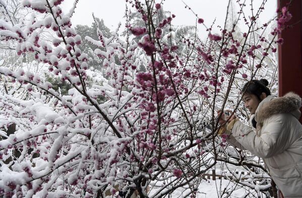 يلتقط أحد الزوار صورًا لأزهار البرقوق المغطاة بالثلوج بعد تساقط ثلوج كثيفة في مقاطعة شاندونغ في الصين - سبوتنيك عربي