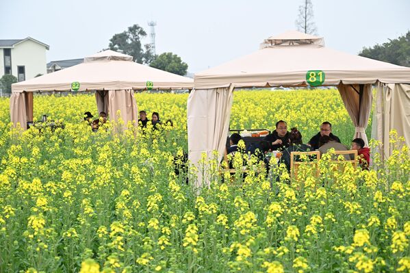 يستمتع السائحون بتناول طبق ساخن في حقل زهور اللفت في مقاطعة سيتشوان في الصين - سبوتنيك عربي