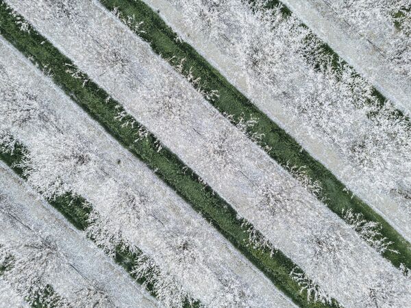 منظر جوي لأشجار اللوز المزهرة في كاليفورنيا - سبوتنيك عربي