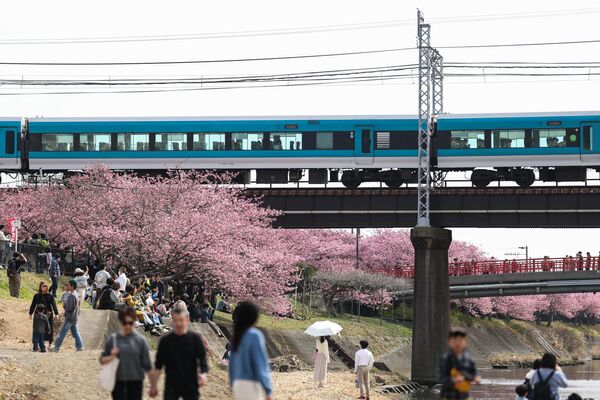 مرور قطار أمام أشجار الكرز المزهرة في كاوازو زاكورا في اليابان - سبوتنيك عربي