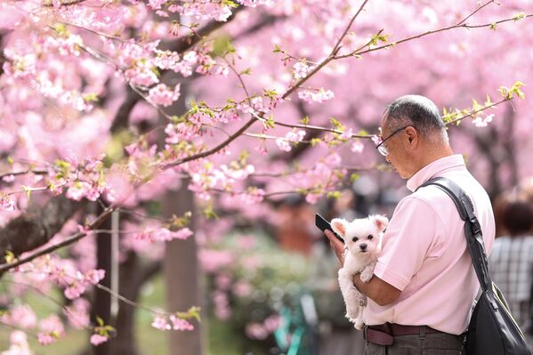 رجل يحمل كلب ويتفقد هاتفه الذكي تحت شجرة كرز كاوازو زاكورا المزهرة  في كاوازو باليابان - سبوتنيك عربي