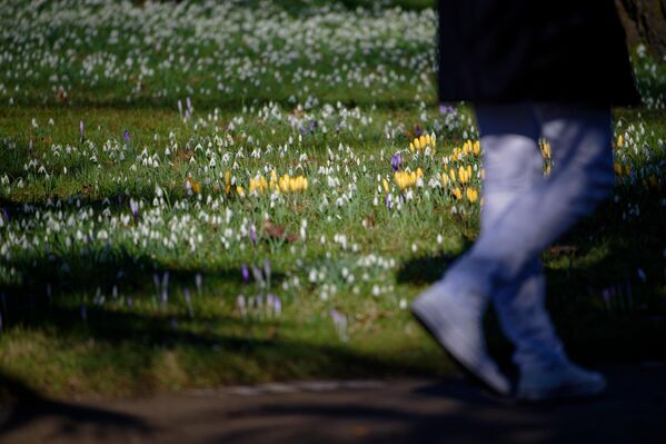 يستغل المتنزهون طقس الربيع للقيام بالنزهة في الحدائق النباتية، حيث تزدهر أزهار الزعفران  - سبوتنيك عربي